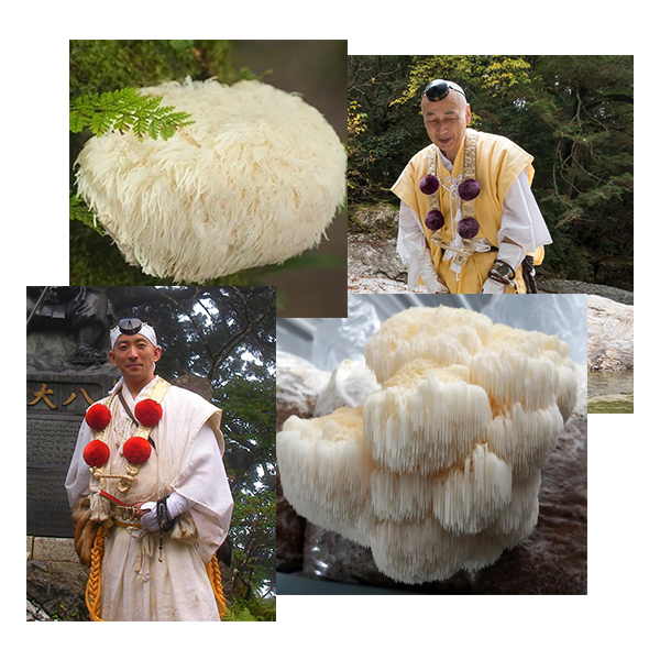 Fungi-–-Pg-VendasMonges-Cogumelo
